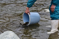 秩父フライフィールド 釣果