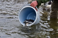 秩父フライフィールド 釣果