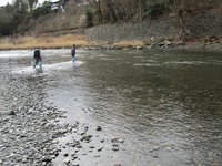 秩父フライフィールド 釣果