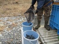 秩父フライフィールド 釣果