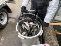 秩父フライフィールド 釣果