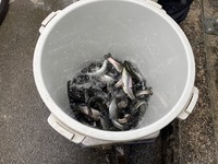 秩父フライフィールド 釣果