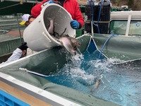 秩父フライフィールド 釣果