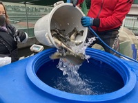 秩父フライフィールド 釣果