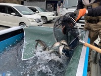 秩父フライフィールド 釣果