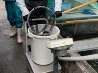 秩父フライフィールド 釣果