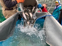 秩父フライフィールド 釣果