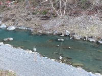 秩父フライフィールド 釣果