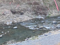 秩父フライフィールド 釣果