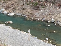 秩父フライフィールド 釣果