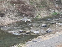 秩父フライフィールド 釣果