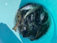 秩父フライフィールド 釣果