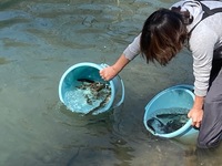 秩父フライフィールド 釣果