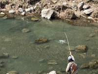秩父フライフィールド 釣果