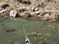 秩父フライフィールド 釣果
