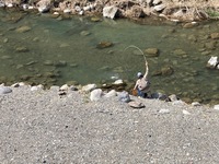 秩父フライフィールド 釣果