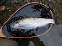 秩父フライフィールド 釣果