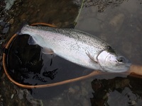 秩父フライフィールド 釣果
