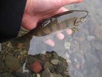 秩父フライフィールド 釣果