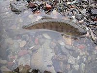 秩父フライフィールド 釣果