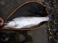 秩父フライフィールド 釣果