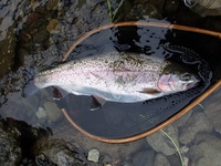 秩父フライフィールド 釣果