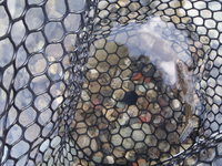 秩父フライフィールド 釣果