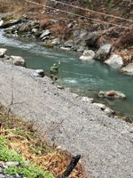 秩父フライフィールド 釣果