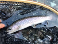 秩父フライフィールド 釣果