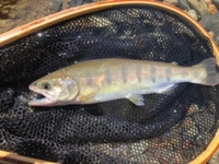 秩父フライフィールド 釣果