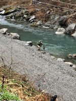 秩父フライフィールド 釣果