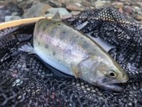 秩父フライフィールド 釣果