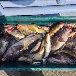 小樽港遊漁船ＳＨＡＫＥ 釣果