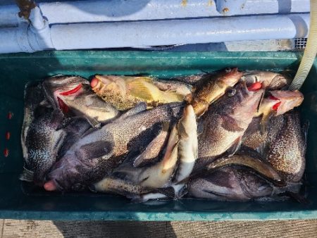 小樽港遊漁船ＳＨＡＫＥ 釣果