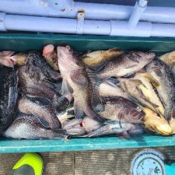 小樽港遊漁船ＳＨＡＫＥ 釣果