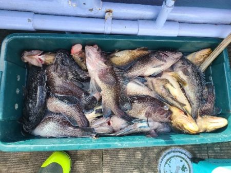 小樽港遊漁船ＳＨＡＫＥ 釣果