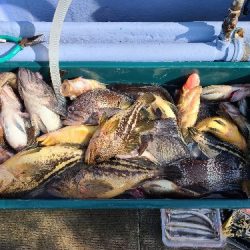 小樽港遊漁船ＳＨＡＫＥ 釣果