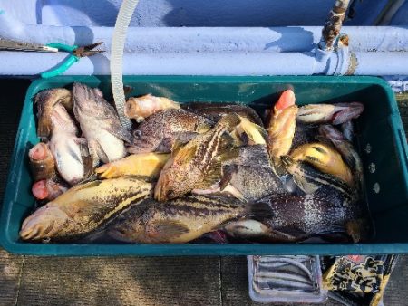 小樽港遊漁船ＳＨＡＫＥ 釣果