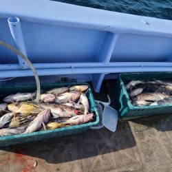 小樽港遊漁船ＳＨＡＫＥ 釣果