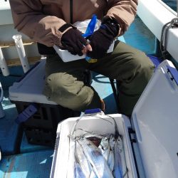 シースナイパー海龍 釣果