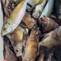 海龍丸（石川） 釣果