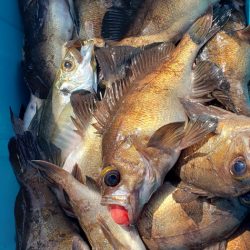 海龍丸（石川） 釣果