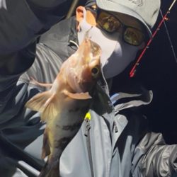 ヤザワ渡船 釣果