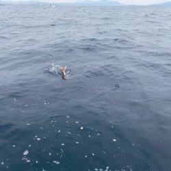 龍神丸(鹿児島) 釣果