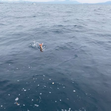龍神丸(鹿児島) 釣果