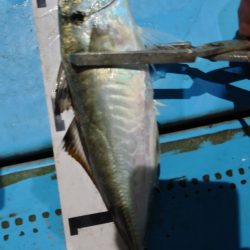 シースナイパー海龍 釣果