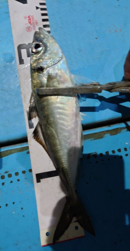 シースナイパー海龍 釣果