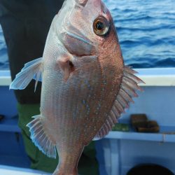 新幸丸 釣果