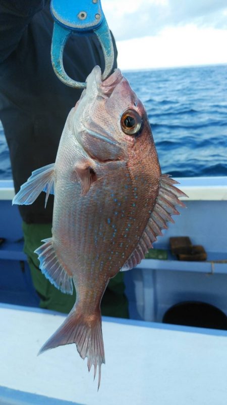 新幸丸 釣果