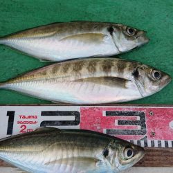 金沢八景鴨下丸 釣果